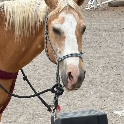 Our Horse Family