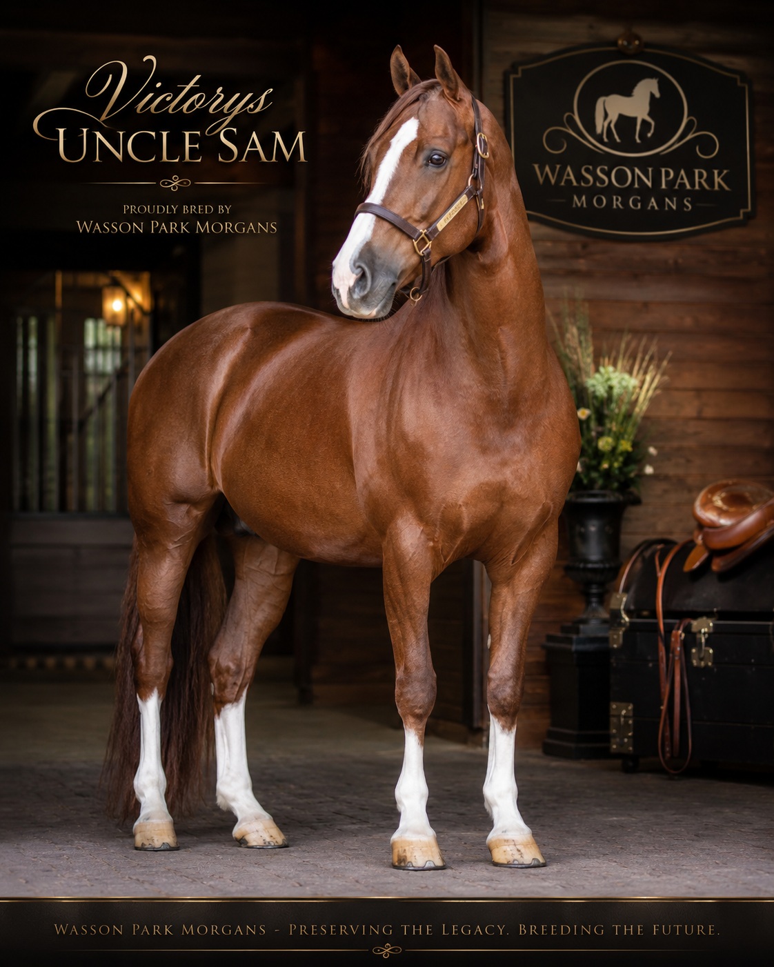 Victorys Uncle Sam Stable Portrait